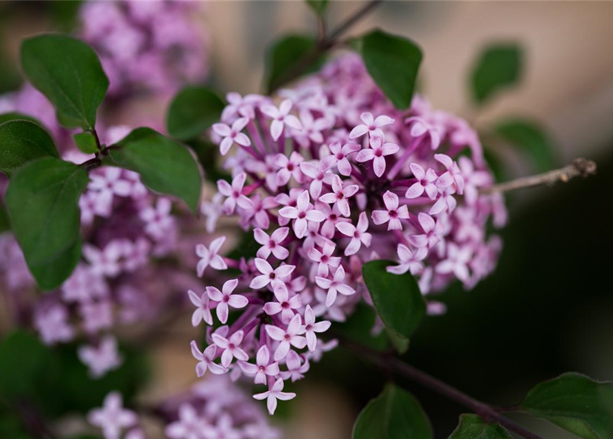 Zwergflieder Syringa meyeri Red Pixie