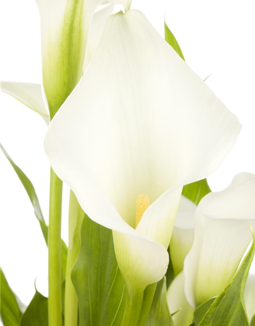 Zimmercalla 'Crystal Blush'