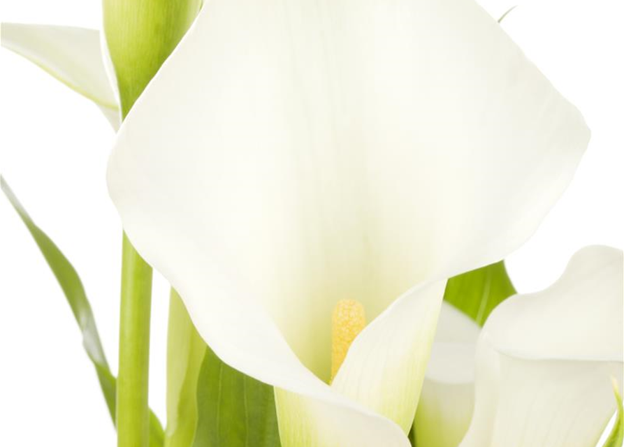 Zimmercalla 'Crystal Blush'