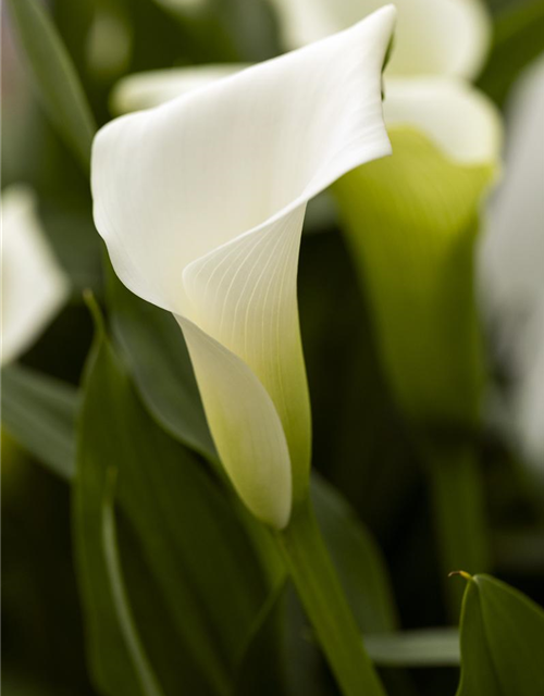 Zimmercalla 'Crystal Blush'