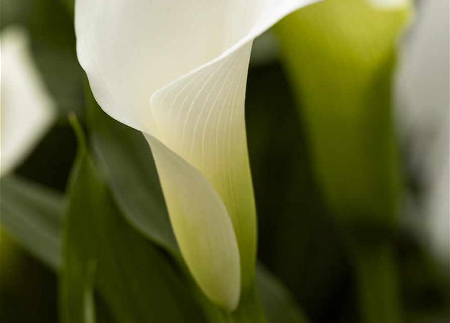 Zimmercalla 'Crystal Blush'