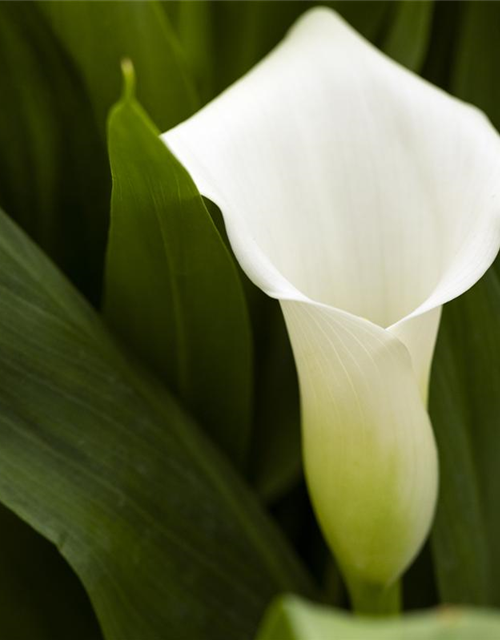 Zimmercalla 'Crystal Blush'