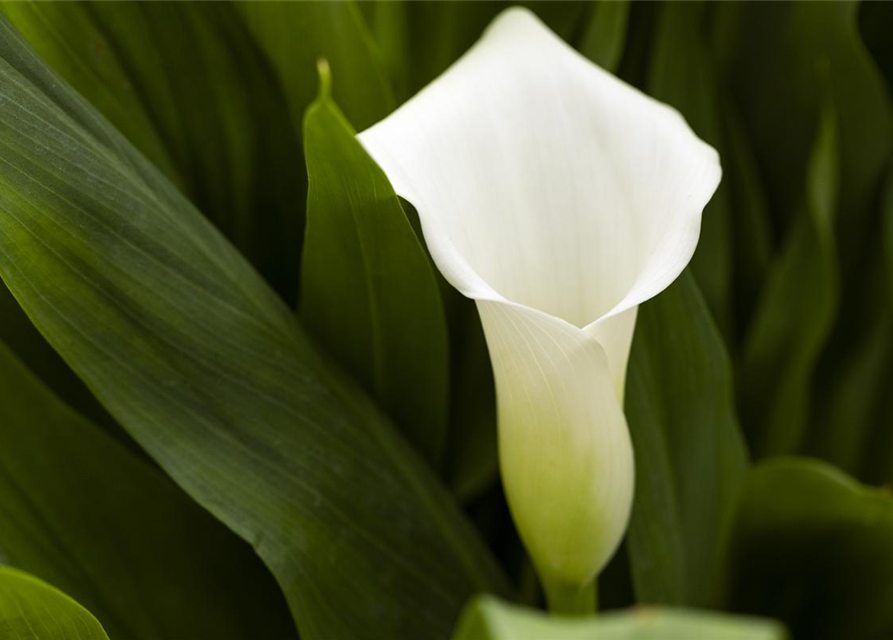 Zimmercalla 'Crystal Blush'