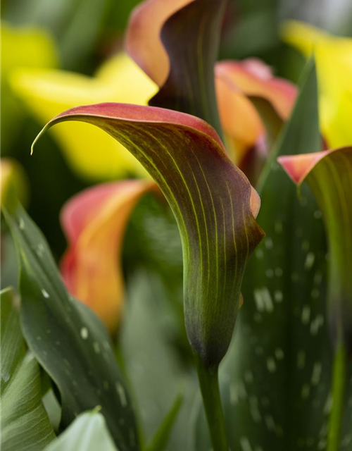 Zimmercalla 'Morning Sun'