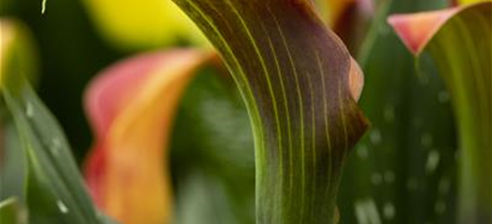 Zimmercalla 'Morning Sun'