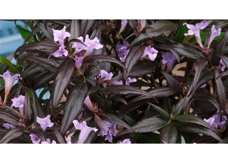 Zapfenblume 'Brunetthy'