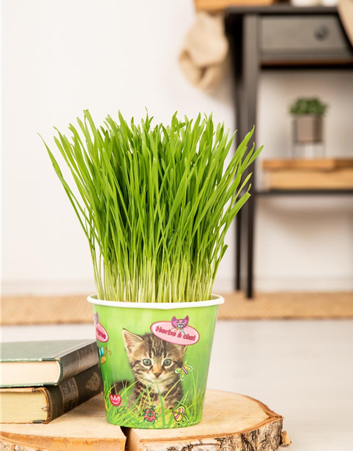 PetSnack Katzengras