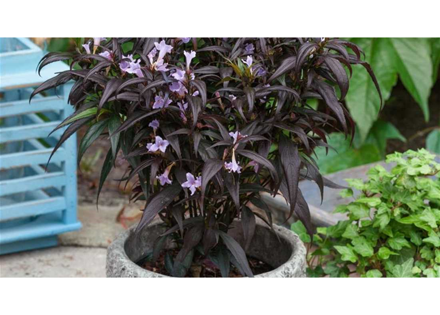 Zapfenblume 'Brunetthy'