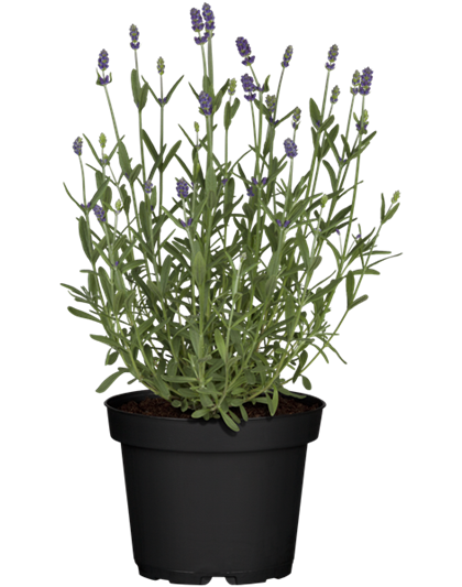 Lavendel aus der Gärtnerei