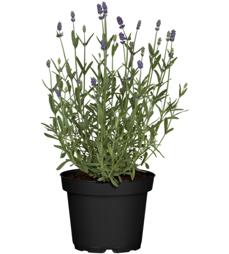 Lavendel aus der Gärtnerei