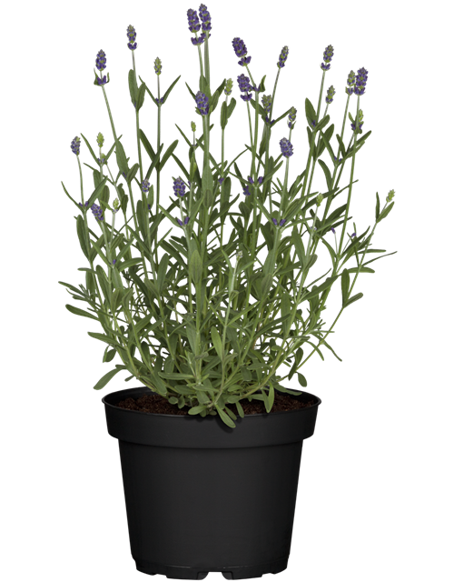 Lavendel aus der Gärtnerei