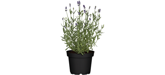 Lavendel aus der Gärtnerei