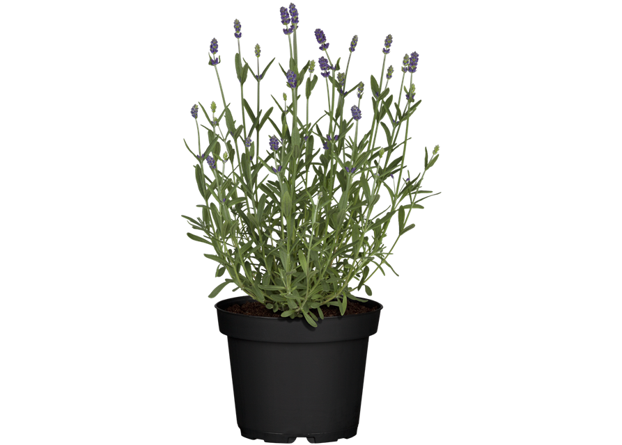 Lavendel aus der Gärtnerei