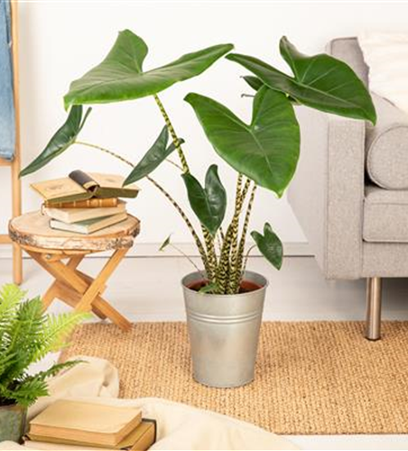 Alocasia Zebrina