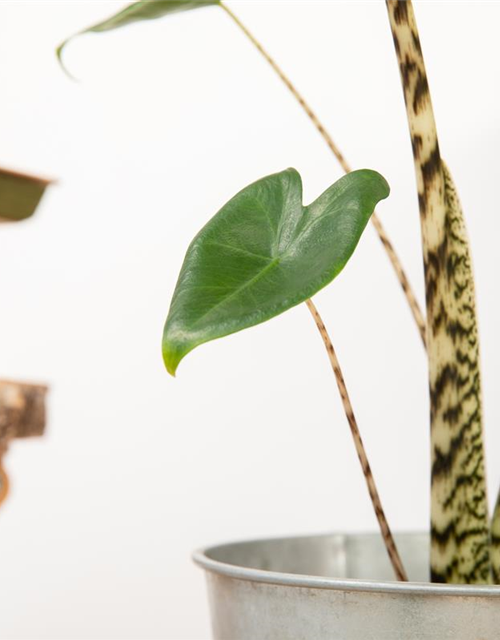 Alocasia Zebrina