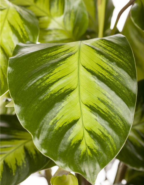 Korbmarante Calathea warscewiczii