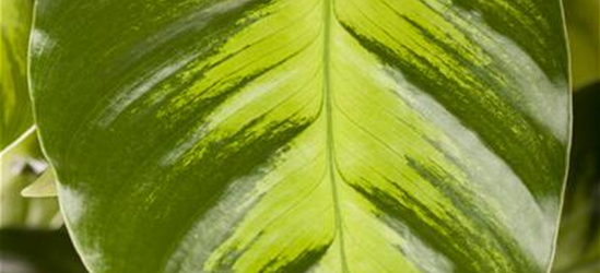 Korbmarante Calathea warscewiczii