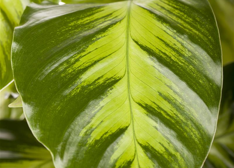 Calathea Elgergras