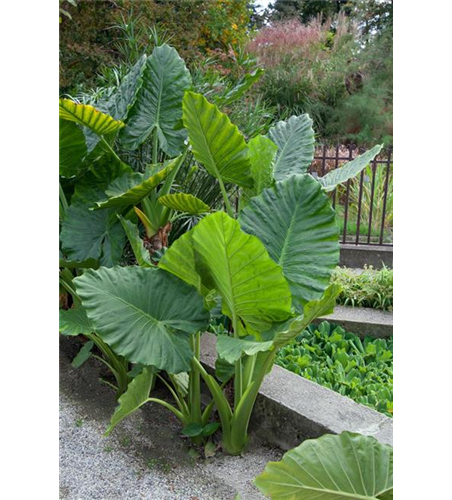 ALOCASIA LAUTERBACHIANA