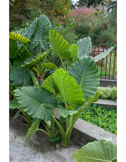 ALOCASIA LAUTERBACHIANA