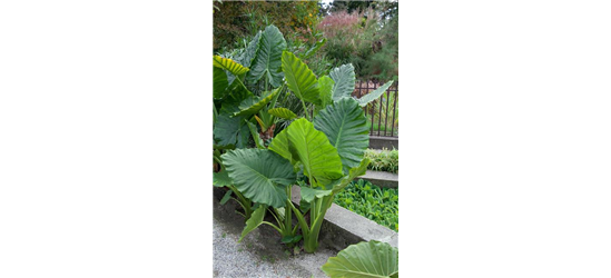 ALOCASIA LAUTERBACHIANA