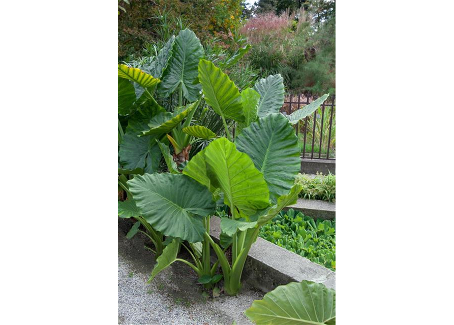 ALOCASIA LAUTERBACHIANA