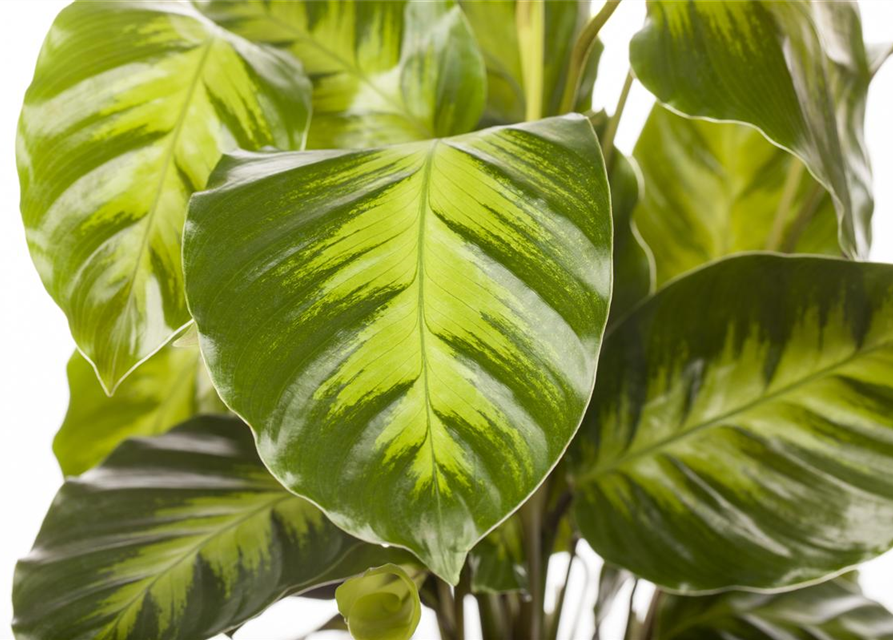 Calathea Elgergras