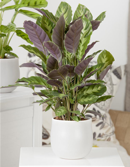 Calathea Elgergras