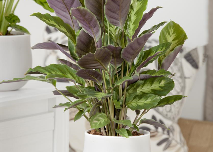 Calathea Elgergras