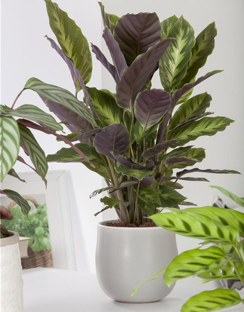 Calathea Elgergras