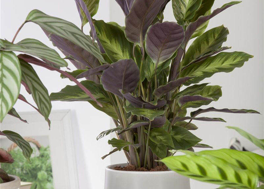 Calathea Elgergras