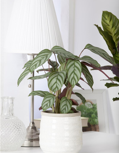 Calathea Elgergras