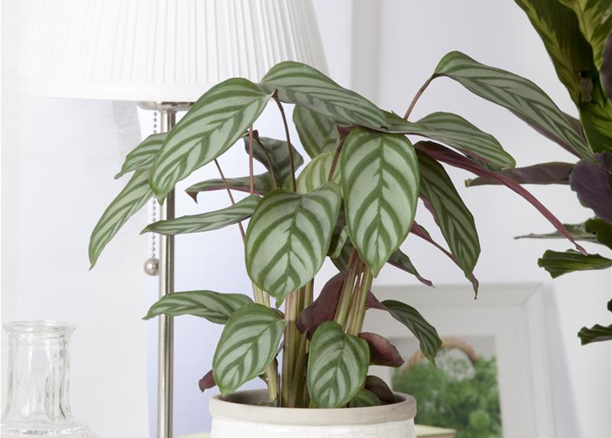 Calathea Elgergras