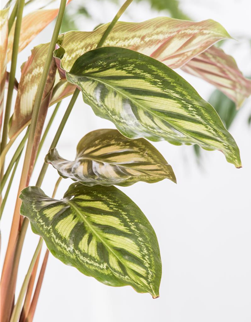 Calathea Elgergras