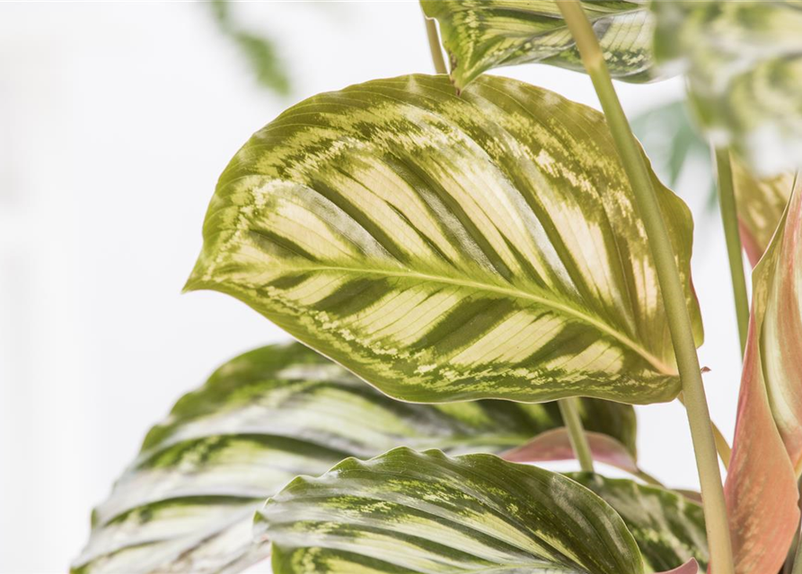 Calathea Elgergras