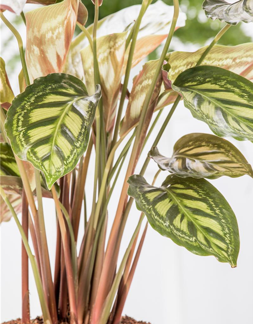 Calathea Elgergras