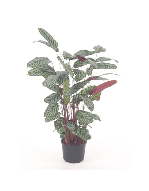 Calathea oppenheimiana