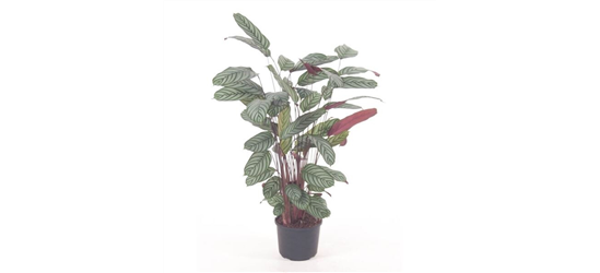 Calathea oppenheimiana