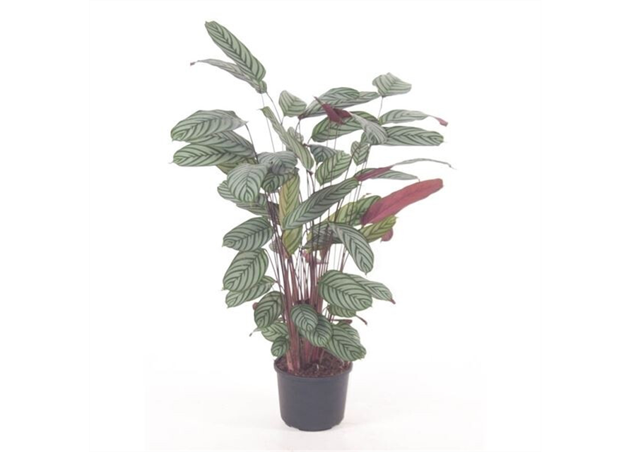 Calathea oppenheimiana