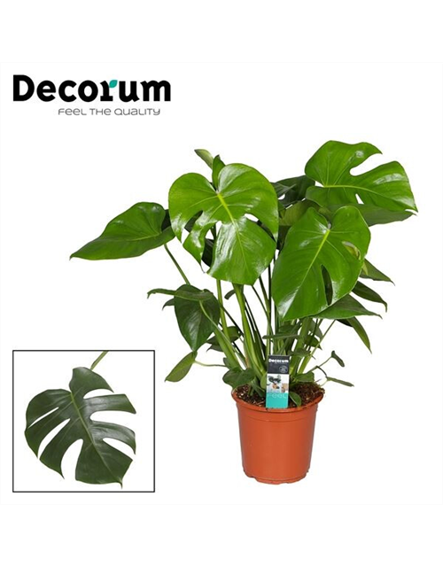 Fensterblatt Monstera