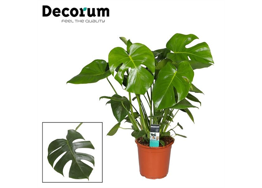 Fensterblatt Monstera