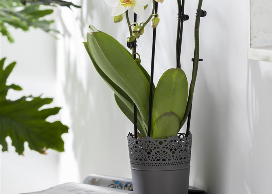 Phalaenopsis Fontano weiss