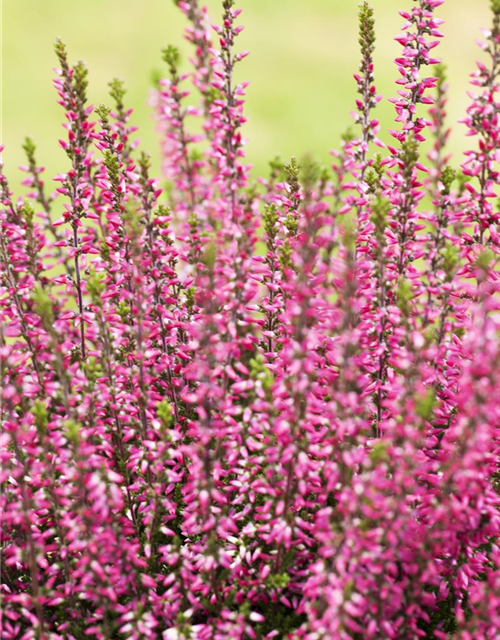 Calluna Garden Girls 