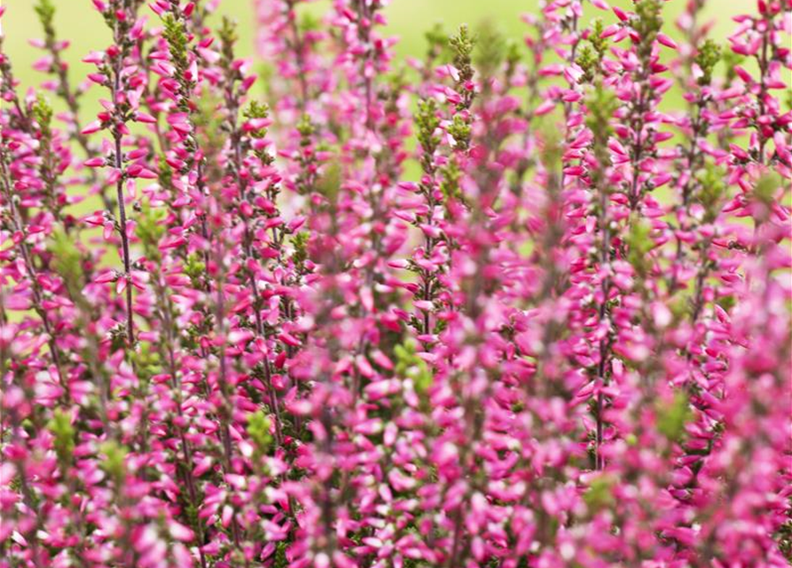 Calluna Garden Girls 