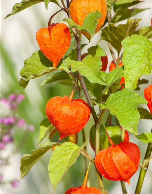 Lampionblume Physalis alkekengi 