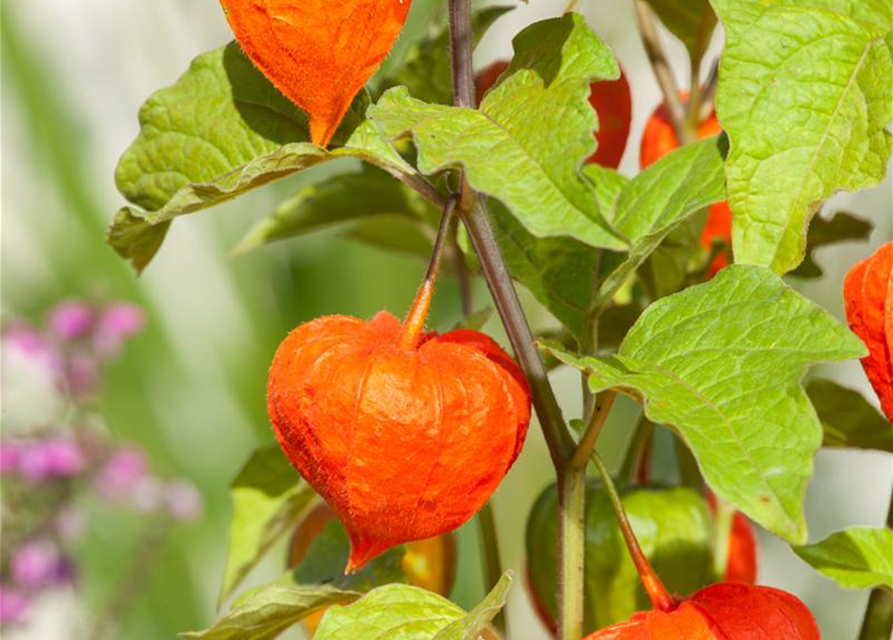 Lampionblume Physalis alkekengi 