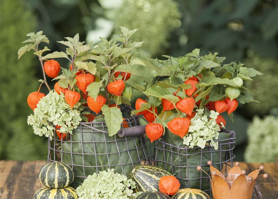 Lampionblume Physalis alkekengi 