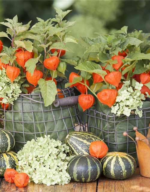 Lampionblume Physalis alkekengi 