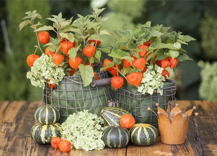 Lampionblume Physalis alkekengi 