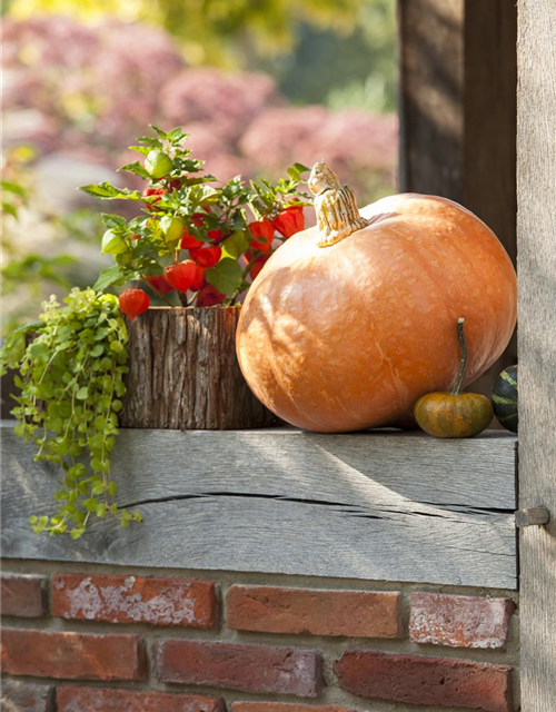 Lampionblume Physalis alkekengi 